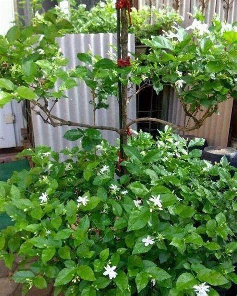 茉莉花種植禁忌|請問茉莉花樹好栽種嗎？